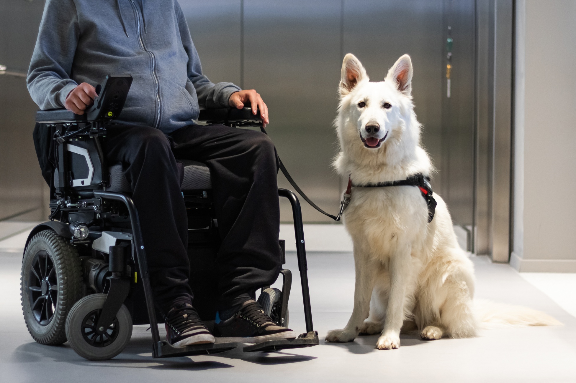 What to Ask (and Not Ask) When a Service Animal Walks Into Your Practice Image